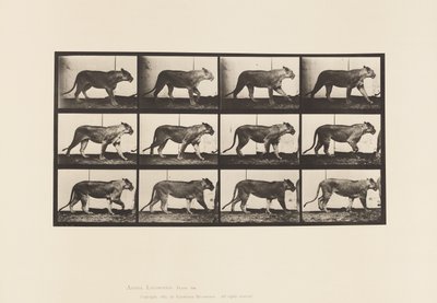 Piastra 728. Leonessa; camminando; leone; sdraiato da Eadweard Muybridge