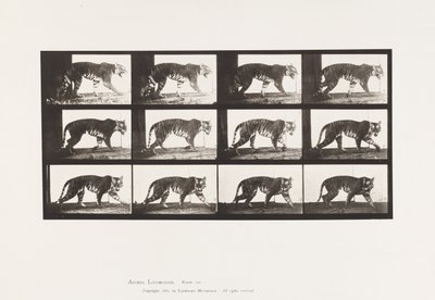 Tavola 729. Tigre; Camminata da Eadweard Muybridge