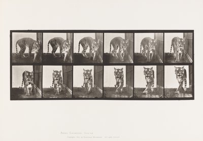 Piastra 730. Tigre; camminando; girandosi da Eadweard Muybridge