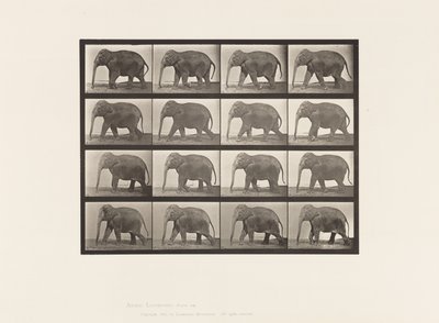 Tavola 732. Elefante; Camminata da Eadweard Muybridge