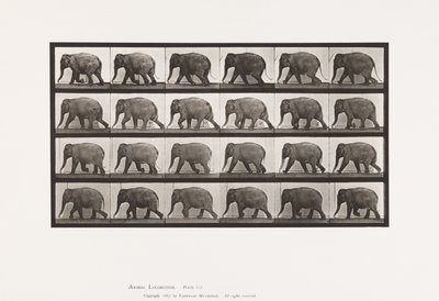 Piastra 733. Elefante; camminando da Eadweard Muybridge