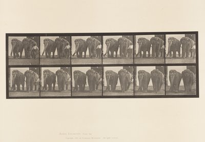 Tavola 734. Elefanti; Due, Camminando da Eadweard Muybridge
