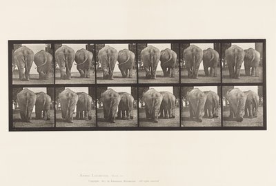 Tavola 735. Elefanti; Due, Camminando da Eadweard Muybridge