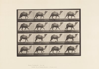 Tavola 736. Cammello egiziano; Andatura laterale da Eadweard Muybridge
