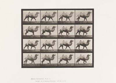 Piastra 738. Cammello bactriano; al trotto da Eadweard Muybridge