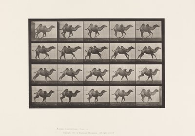 Piastra 740. Cammello bactriano; (giovane), al galoppo da Eadweard Muybridge