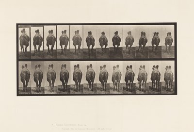Tavola 741. Cammello Battriano; A, Camminata; B, Passo da Eadweard Muybridge