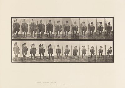 Tavola 742. Cammello Battriano; A, Passo; B, Galoppo da Eadweard Muybridge
