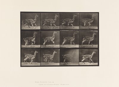 Piastra 743. Guanaco; al galoppo da Eadweard Muybridge