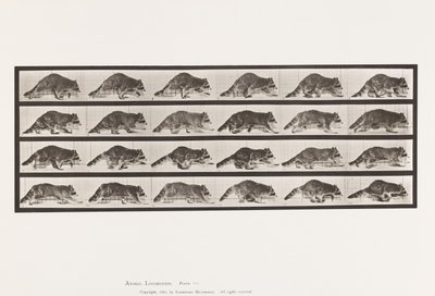 Tavola 744. Procione; Camminata; cambio a galoppo da Eadweard Muybridge