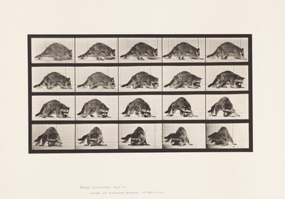 Tavola 745. Procione; Camminata; e girarsi da Eadweard Muybridge