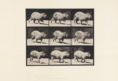 Tavola 746. Capibara; Camminando da Eadweard Muybridge