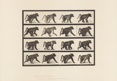 Tavola 747. Babbuino; Camminando a quattro zampe da Eadweard Muybridge