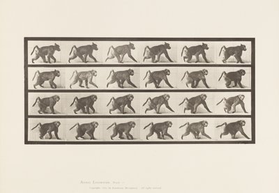 Tavola 748. Babbuino; Camminare a Quattro Zampe da Eadweard Muybridge