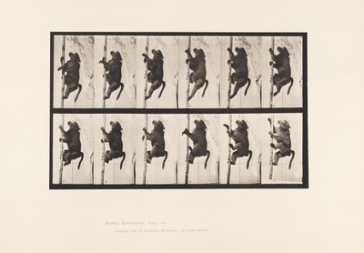 Tavola 749. Babbuino; Arrampicarsi su un palo da Eadweard Muybridge
