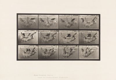 Tavola 750. Bradipo; Camminata, sospeso su un palo orizzontale da Eadweard Muybridge