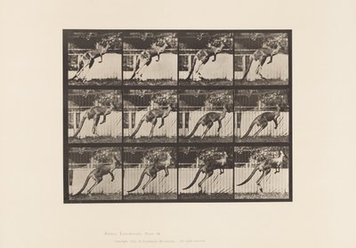 Piatto 753. Canguro; Salto da Eadweard Muybridge