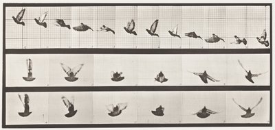 Tavola 755. Piccione; Volante da Eadweard Muybridge