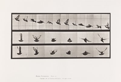 Tavola 755. Piccione; Volante da Eadweard Muybridge