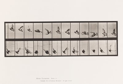 Tavola 756. Piccione; Volo da Eadweard Muybridge