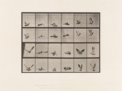 Tavola 757. Piccione; Volando da Eadweard Muybridge