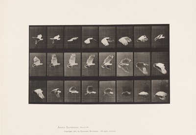Tavola 758. Cacatua; Volo da Eadweard Muybridge