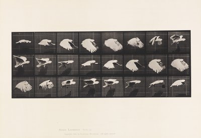 Tavola 759. Cacatua; Volo da Eadweard Muybridge