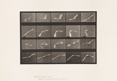 Tavola 760. Cacatua; Volando da Eadweard Muybridge