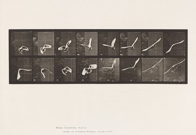 Tavola 761. Cacatua; Volando da Eadweard Muybridge