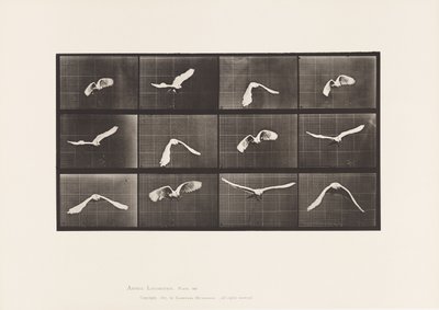 Tavola 762. Cacatua; Volando da Eadweard Muybridge
