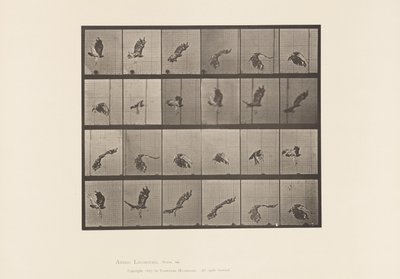 Tavola 763. Falco dalla Coda Rossa; Volo da Eadweard Muybridge