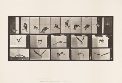 Tavola 764. Falco pescatore; Volando da Eadweard Muybridge