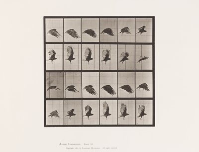 Tavola 765. Avvoltoio; Volando da Eadweard Muybridge