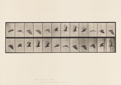 Tavola 766. Avvoltoio; Volando da Eadweard Muybridge