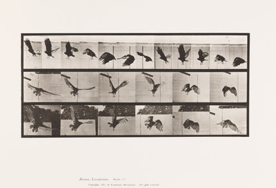 Tavola 767. Avvoltoio; Volo da Eadweard Muybridge