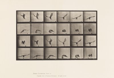 Tavola 771. Aquila americana; Volando vicino al suolo da Eadweard Muybridge
