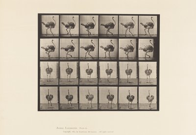 Tavola 772. Struzzo; Camminando da Eadweard Muybridge
