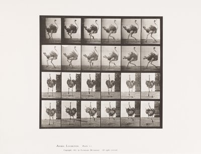 Tavola 773. Struzzo; Correndo da Eadweard Muybridge