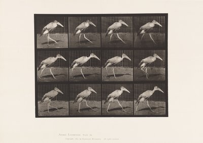 Tavola 774. Adjutant; Camminando da Eadweard Muybridge