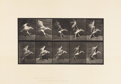 Tavola 775. Adjutant; Volo in corsa da Eadweard Muybridge