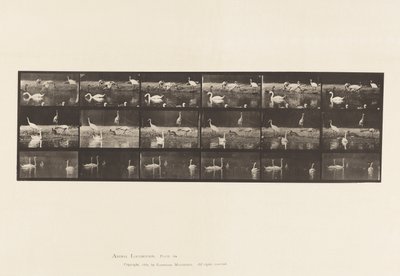 Tavola 776. Cicogne; Cigni, ecc, A, B, C da Eadweard Muybridge