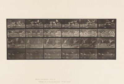Tavola 777. Cicogne; ecc, A, B, C, D da Eadweard Muybridge