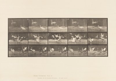 Tavola 778. Cicogne; ecc, A, B, C da Eadweard Muybridge