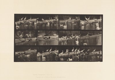 Tavola 779. Cicogne; Cigni, ecc. da Eadweard Muybridge