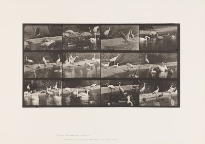 Tavola 780. Cicogne; Cigni, ecc. da Eadweard Muybridge