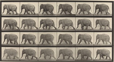 Piastra Numero 733. Elefante che Cammina da Eadweard Muybridge