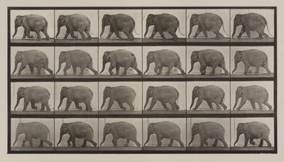 Tavola numero 733. Elefante che cammina da Eadweard Muybridge