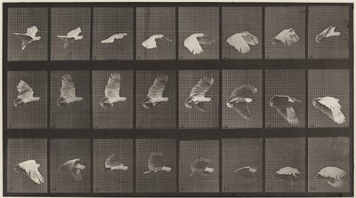Targa numero 758. Cacatua in volo, 1887 (foto) da Eadweard Muybridge