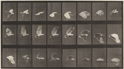 Tavola numero 758. Cacatua in volo da Eadweard Muybridge