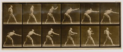 Pugile che sferra un colpo, dal libro Locomozione animale da Eadweard Muybridge